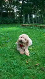 Schulhund2