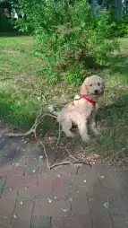 Schulhund 3