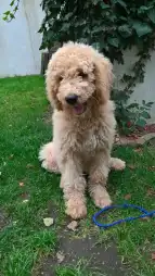 Schulhund