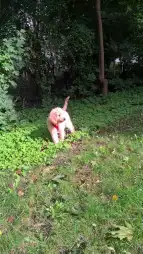 Schulhund4