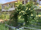 Schulgarten 01 2020