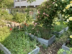 Schulgarten 02  2020