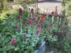 Schulgarten 03  2020