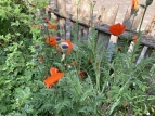 Schulgarten 04  2020