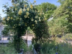 Schulgarten 05  2020