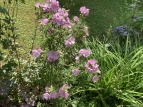 Schulgarten 06  2020