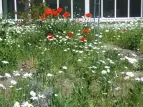 Schulgarten 1